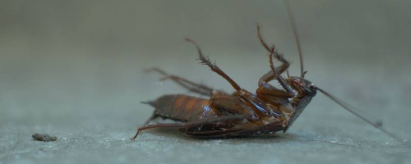 为什么家里有蟑螂很多 为什么家里有蟑螂