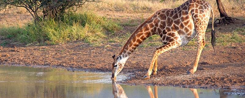 长颈鹿怎么喝水的视频 长颈鹿怎么喝水