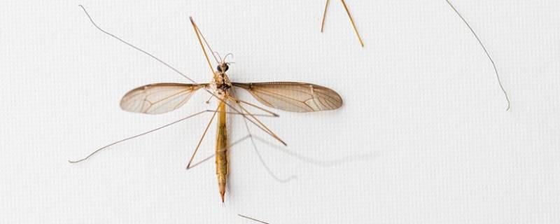 特别大的蚊子叫什么 那种特别大的蚊子叫什么
