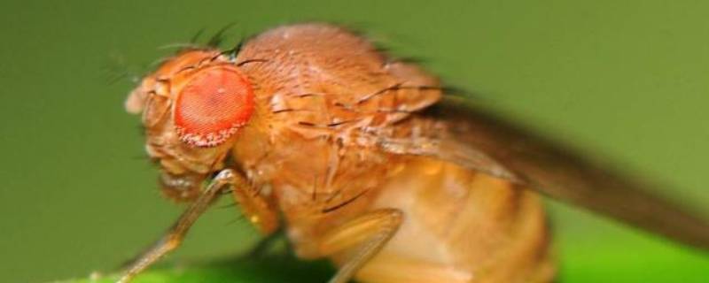 水果皮为什么会生小飞虫 果皮生出来的小飞虫