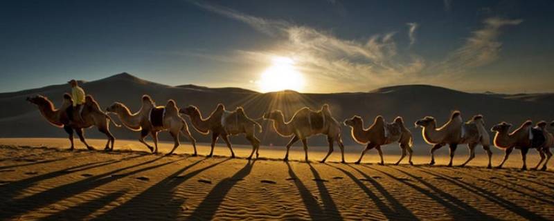 骆驼群体在中国哪里 骆驼群在我国