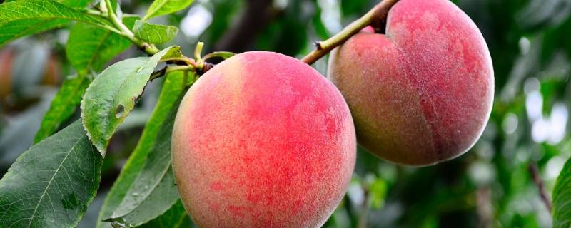 桃子的品种有哪些品种叫什么名字 桃子的品种有哪些品种叫什么名字来着