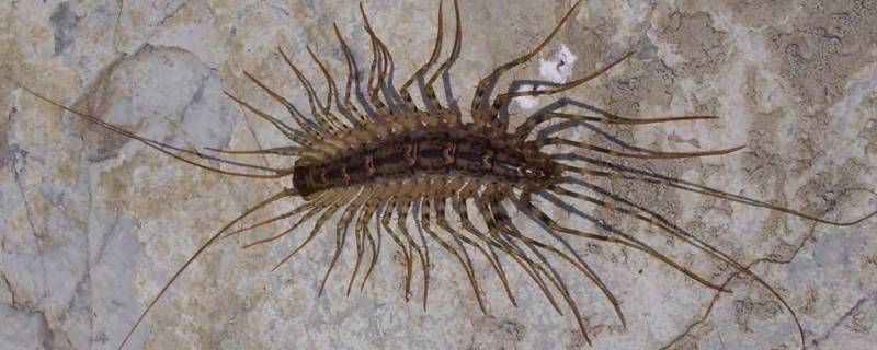 有很多脚像蜈蚣的那个虫是什么虫 有很多脚像蜈蚣的那个虫是什么虫有毒吗