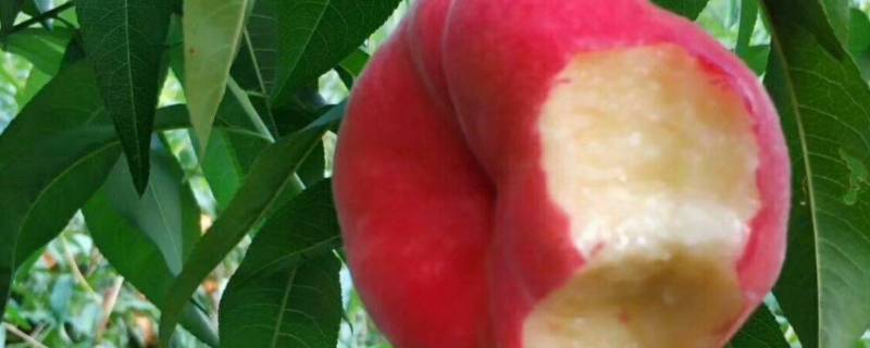 蜜桃和蟠桃的区别 蟠桃和水蜜桃有什么区别