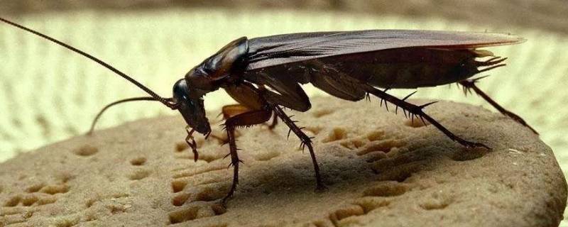 蟑螂繁殖速度有多快 蟑螂繁殖速度快吗