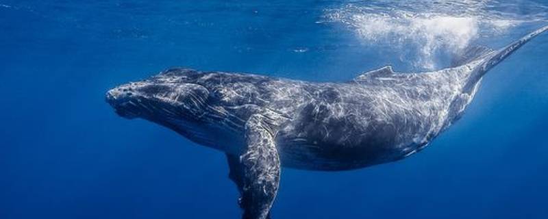 鲸鱼的寓意和象征是什么 鲸鱼代表什么象征意义