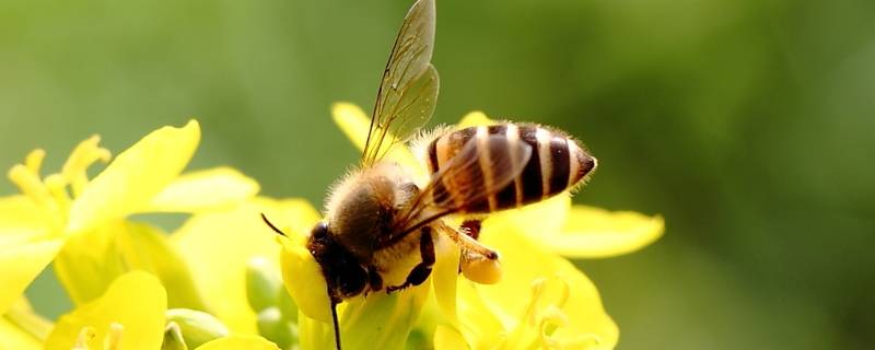 老黄牛小蜜蜂指的是哪一类人 小蜜蜂和老黄牛的区别