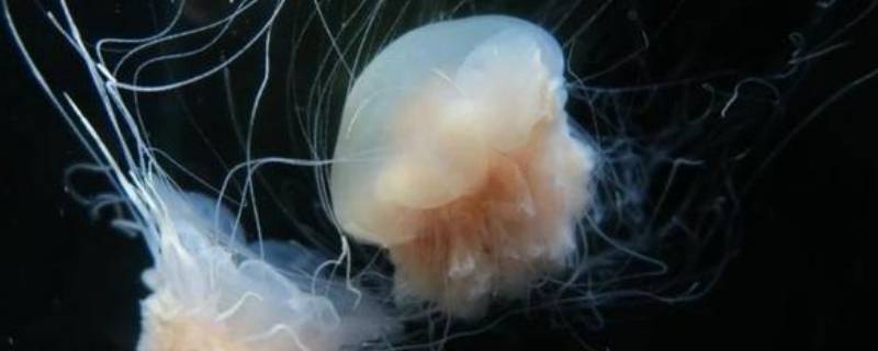 透明小水母有毒吗 小型水母有毒吗