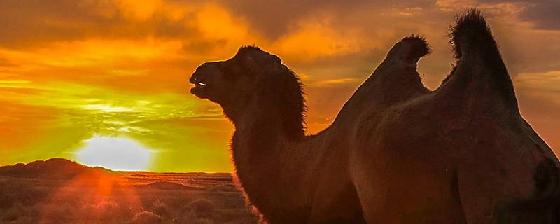 骆驼的寿命有多长 骆驼最长寿命