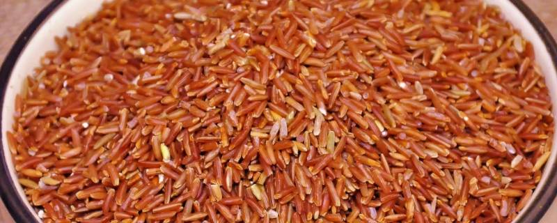 井冈山红米饭是什么米（井冈山的红米）