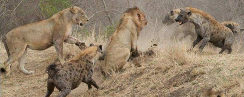 鬣狗为啥不怕母狮 鬣狗为什么怕雄狮不怕雌狮
