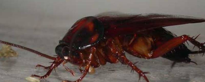 蟑螂为什么是害虫 蟑螂是蟑螂是害虫