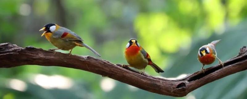 红嘴相思鸟是国家几级保护动物 相思鸟是国家几级保护动物