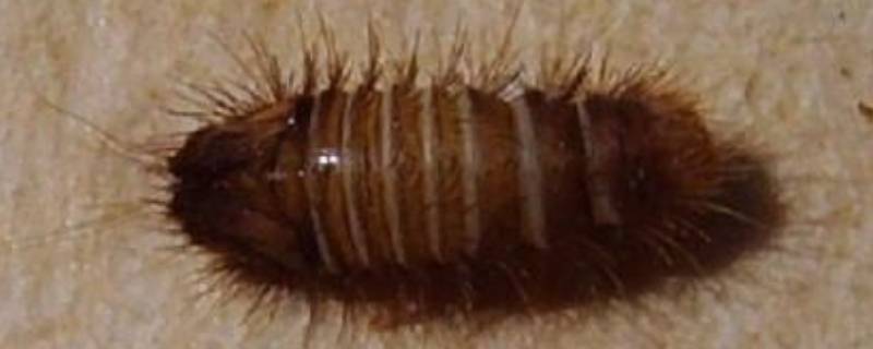皮蠹虫是怎么长出来的 皮蠹虫子图片