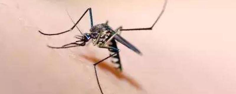 什么吸引蚊子 什么吸引蚊子的水