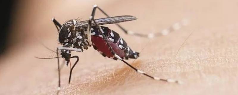 蚊子趋光性还是避光性 蚊子具有趋光性吗?