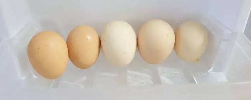 打好的蛋液可以放冰箱保存吗 蛋液可以放冰箱保鲜吗