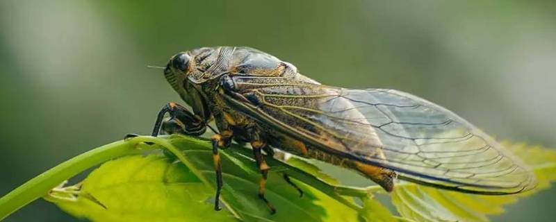 昆虫记蝉的外形 昆虫记蝉的外形和生活特征