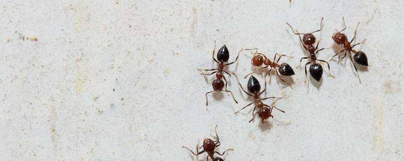 蚂蚁怎么消灭用什么方法 地里的大蚂蚁怎么消灭用什么方法