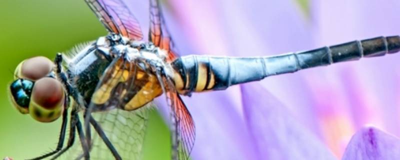 蜻蜓能活多久平均寿命 蜻蜓能活多久