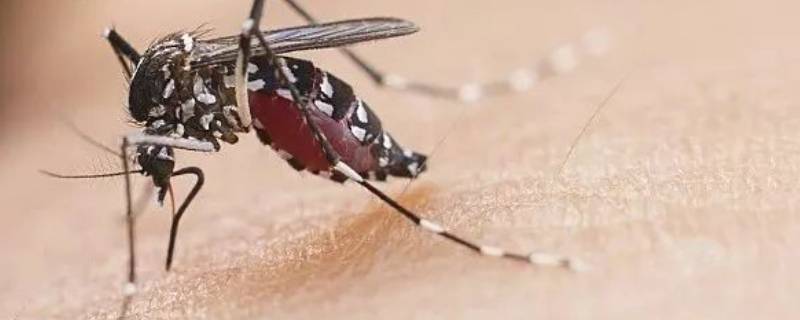 一只蚊子可以咬人几次才能吃饱 一只蚊子可以咬人几次