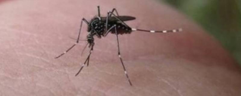 蚊子消失了对生物链有什么影响 蚊子在生物链中起到什么作用
