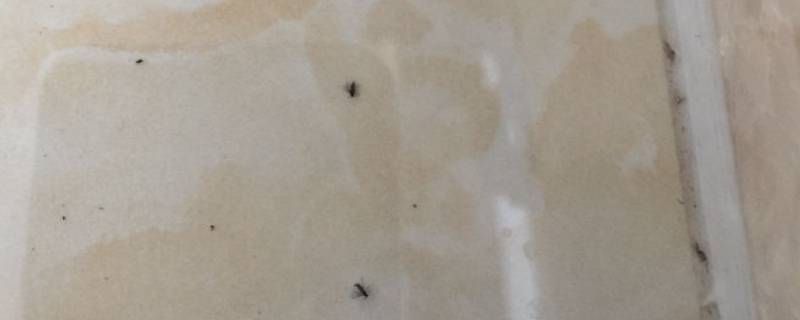 地板上爬的微小虫子怎么办 地板上特别微小的虫子怎么处理