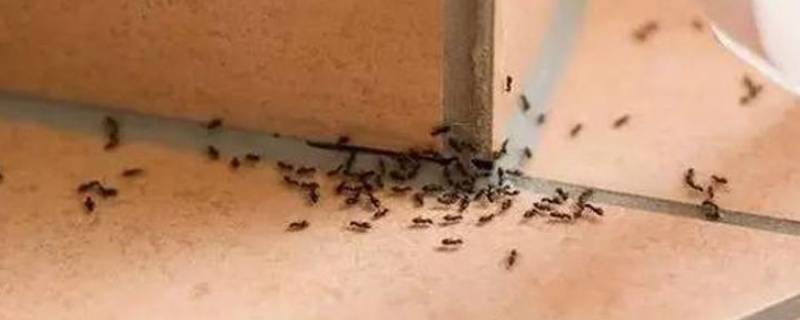 家里有微型小黄蚂蚁的原因 为什么家里会有很多小黄蚂蚁