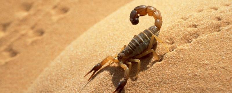 刚出生的小蝎子吃什么 小蝎子吃什么