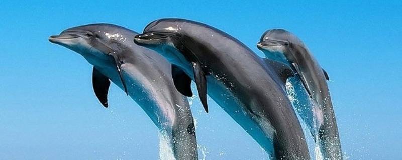 海豚生殖方式是什么 海豚的生育方式