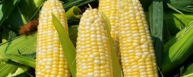 玉米有几种品种 玉米种都有什么品种