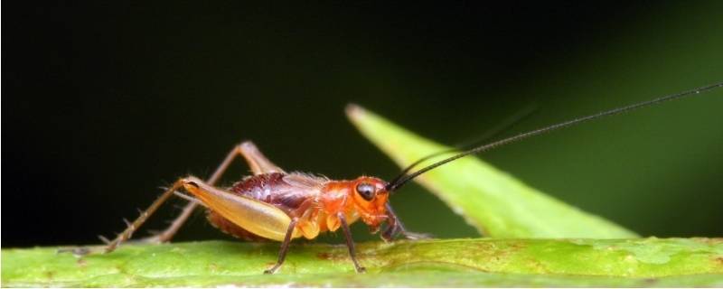 哪些与蟋蟀发声的原理相同 与蟋蟀发声原理相同的动物