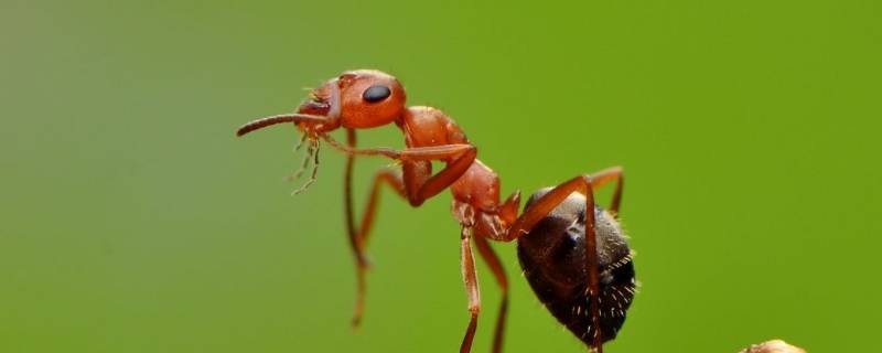 蚂蚁在家里做窝怎么处理 家里蚂蚁喜欢在什么地方做窝