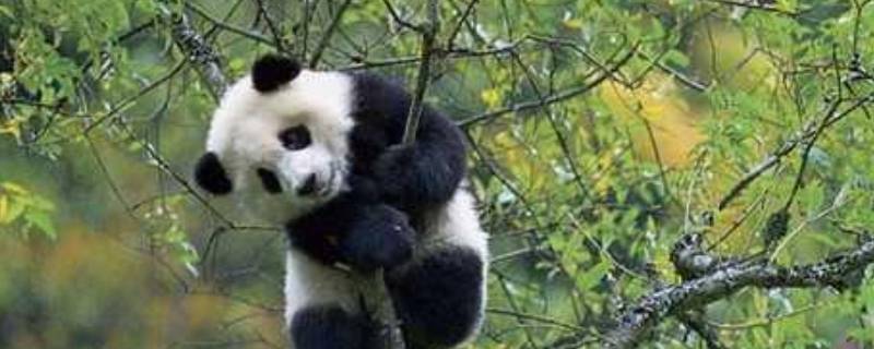 大熊猫的寿命一般是多少 大熊猫的寿命一般是多少?解答