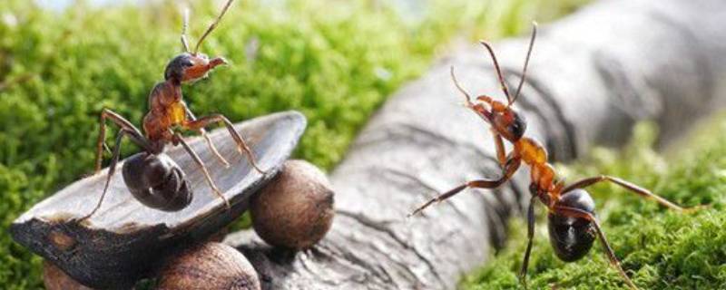蚂蚁外部形态有哪些 蚂蚁外部形态