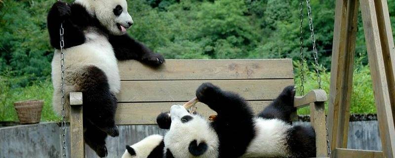 刚出生的熊猫有尾巴吗 熊猫有尾巴吗