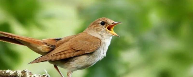 哪些鸟的叫声有什么作用 什么鸟的叫声有什么用