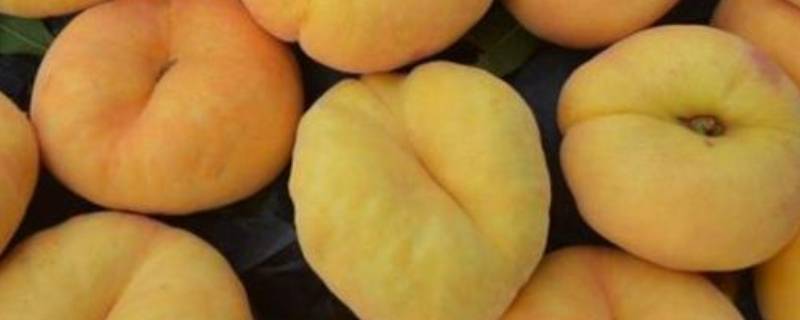 扁扁的黄桃叫什么 扁扁的黄桃是什么