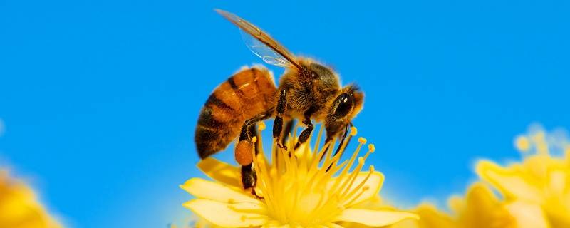 我国有几种蜜蜂 中国常见的蜜蜂有几种