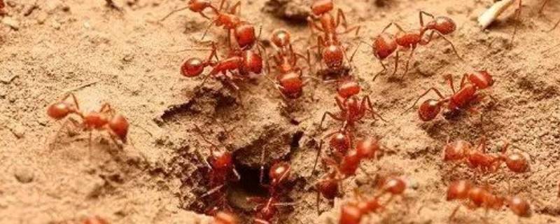 蚂蚁卵多久孵化（蚂蚁卵多久孵化出来）