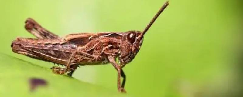 昆虫记蝗虫的特点和生活特征 昆虫记蝗虫的外形和生活特征