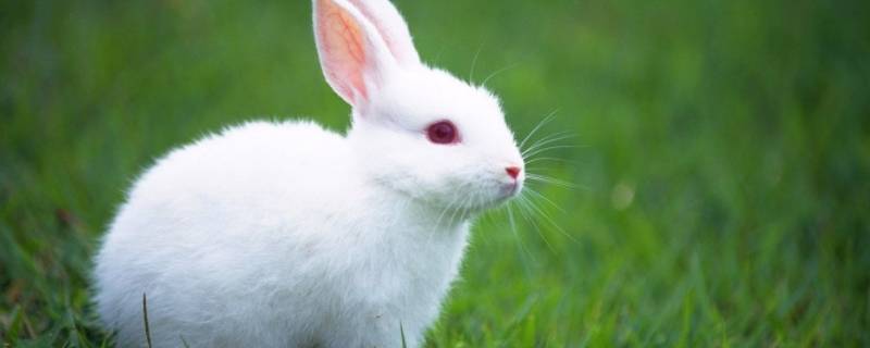 小白兔的简单介绍20字 小白兔的简单介绍