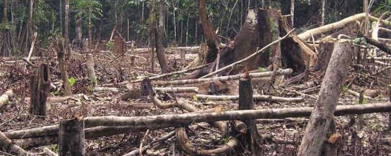 森林砍伐的主要原因是什么 森林砍伐的主要原因