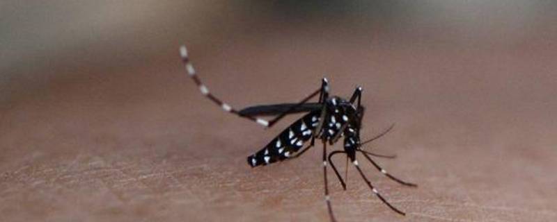 蚊子为什么咬人 花蚊子为什么咬人厉害