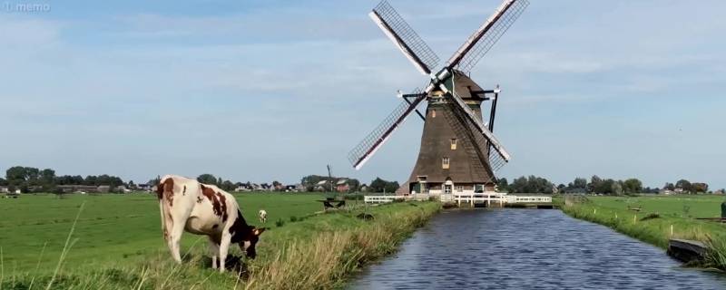 荷兰牧场的特点是什么 荷兰有代表性的牧场
