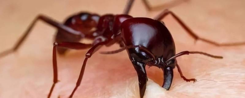 红火蚁要怎么消灭 红火蚁怎么快速消灭