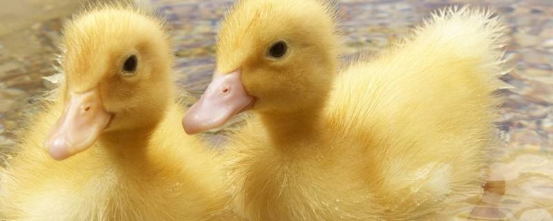 刚出生不久的小鸭子可以游泳吗 小鸭子可以游泳吗