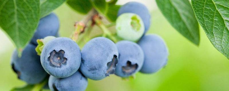 蓝莓能否冷冻 蓝莓可以冷冻保存吗