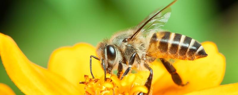 马蜂蜂王和工蜂的分别 蜂王和工蜂分别是什么蜂