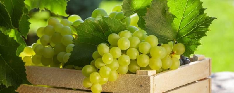 绿色葡萄叫什么名字多少钱一斤 绿色葡萄叫什么名字